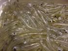 生で美味しい！駿河湾産　冷凍生シラス　しらす　200ｇパック|ヨーロッパ・国産魚各種|冷凍魚介類・加工品・キャビア・珍味
