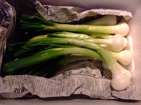 �����ꥢ�������ݥ��åȡʥ��˥���̡��������ˡ���500�硡�轵������ͽ��