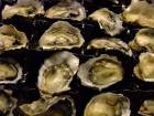 冷凍　ニュージーランド産　生食用牡蠣（カキ）　業務用　６０個入り　　　8/9ｃｍ|貝・イカ|冷凍魚介類・加工品・キャビア・珍味