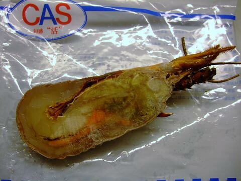 CAS�ʥ��㥹�����ࡡ�Ų����²λ�����������Ϸ�����ϡ��ե��åȡ���100��120�硡������