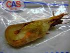 CAS（キャス）冷凍　静岡・和歌山産　伊勢海老　　ハーフカット　約100〜120ｇ　生食可|甲殻類（スカンピ・オマール）|冷凍魚介類・加工品・キャビア・珍味