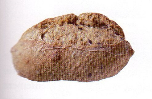 �륯����֥륰ŷ�����졦��ʪ������ѥ��20������������͢�����Ƽ���ǾƤ�������Ω�Ƥ���̣���Τޤޡ���