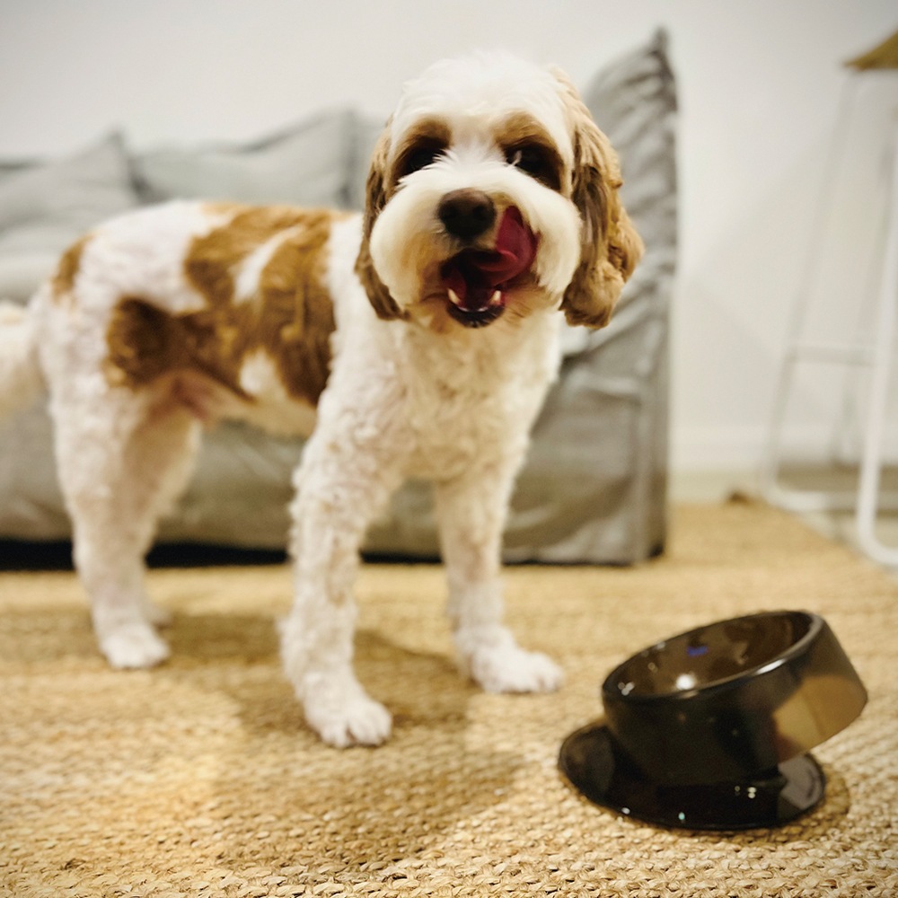 Ibiyayaペット用フィーディングボウル ペットフードボウル 食器 イビヤヤ FP0005