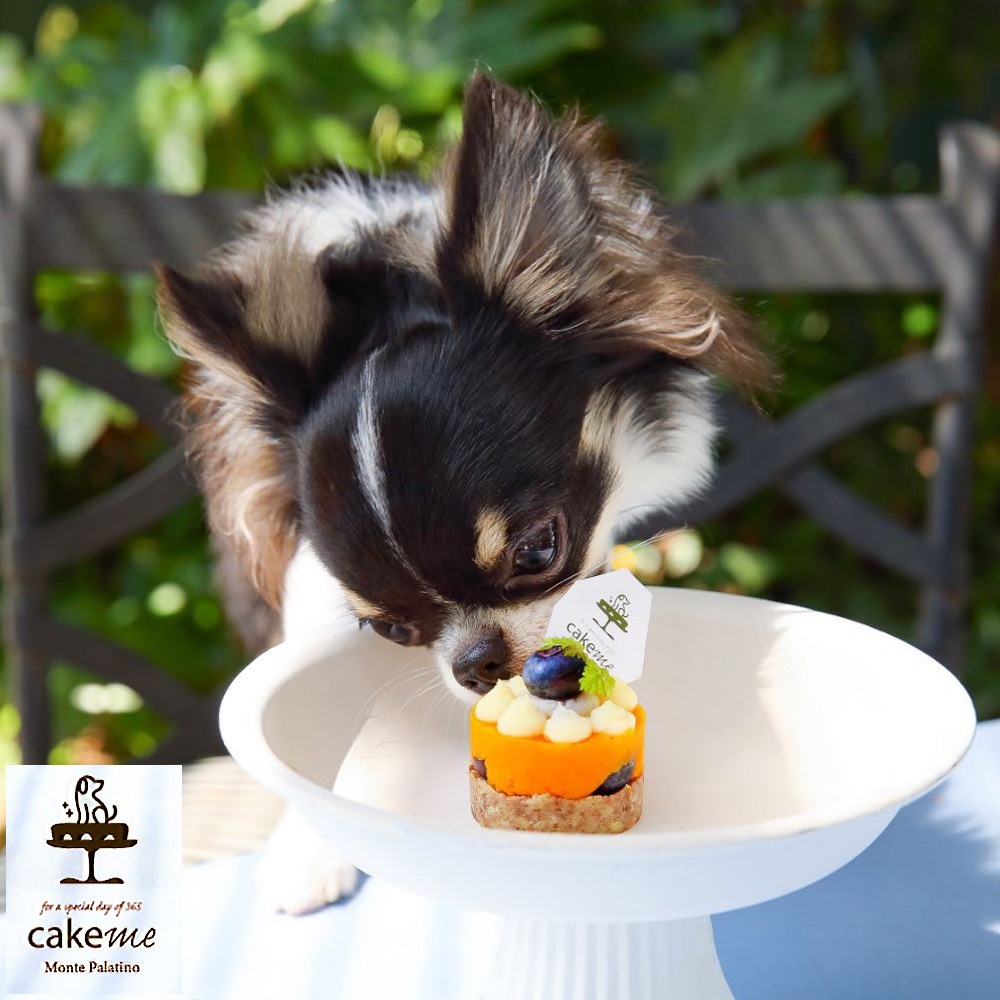 愛犬用 鹿肉のケーキ5個入 かぼちゃとブルーベリーのタルト風 無添加 厳選素材 お誕生日 お祝い 特別なご褒美おやつ【福岡より産地直送】 【冷凍】