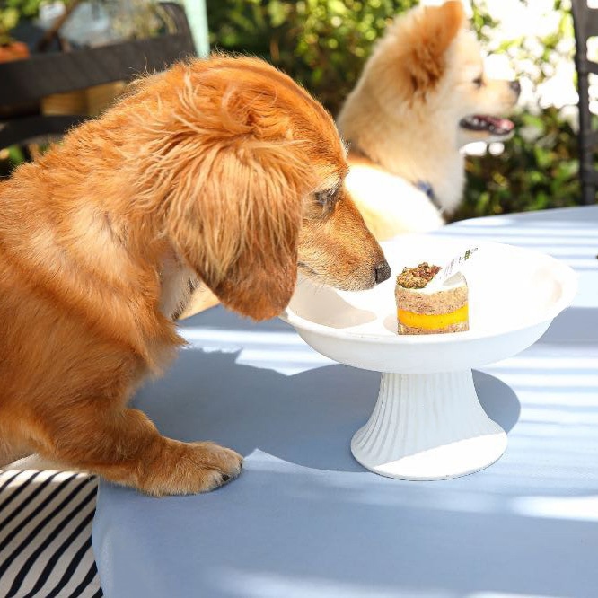 愛犬用 鹿肉のケーキ5個入 人参とヨーグルトクリームのタルト チョコレート風 無添加 厳選素材 お誕生日 お祝い 特別なご褒美おやつ【福岡より産地直送】 【冷凍】