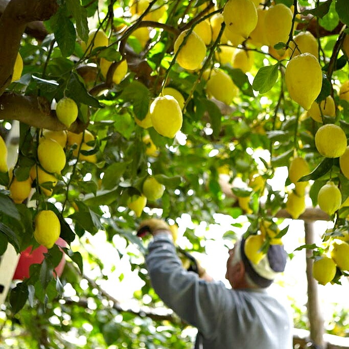 リクオーレ・ディ・リモーネ (500ml) テッラ・ディ・リモーニ Terra di