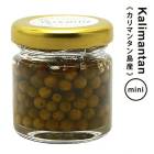 ܥܥαҤˡڥޥ󥿥绺ۥߥ˥ [2024] ͥѥ  Sen-nin Spice Jun Ko Syo Kalimantan MINI