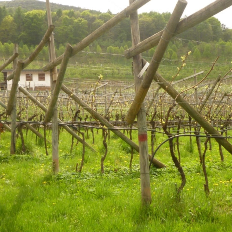 ����������ե��ˡ��� [2023] �ݥ����롦��������ɥ�  Pojer e Sandri  Zero Infinito