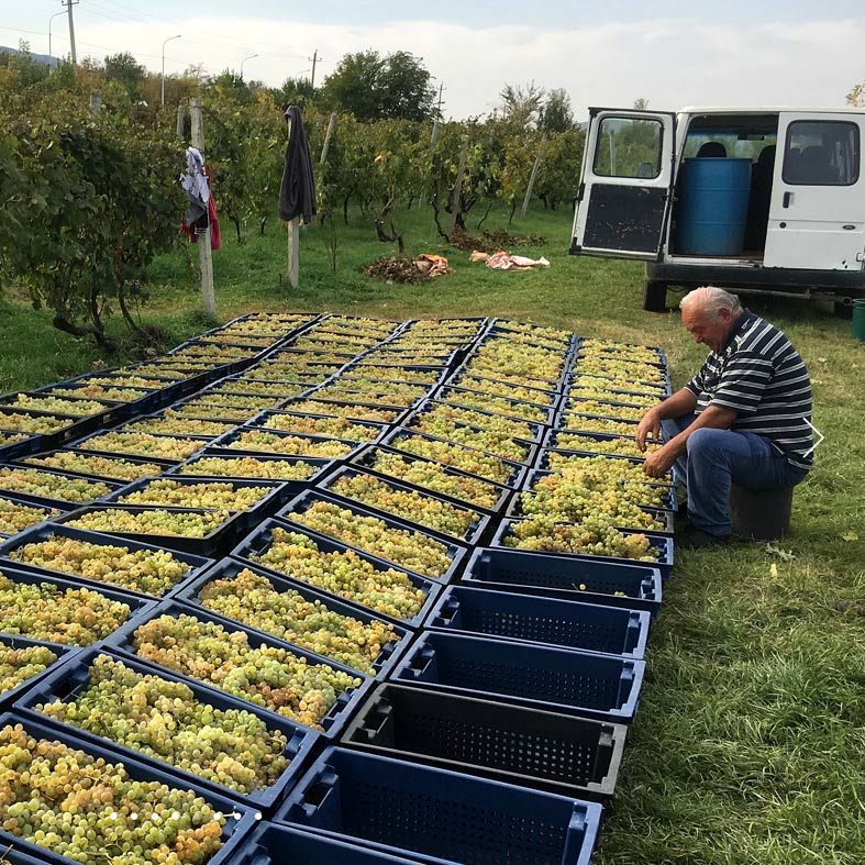 �ƥȥ��ꥹ [2023] ��ѥƥ����磻�󥺡ʥ���ꥢ���  Lapati Wines (Julien)  Tetris