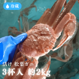 ［冷蔵］【兵庫県産】若松葉ガニ／活け／３杯入／鮮度抜群