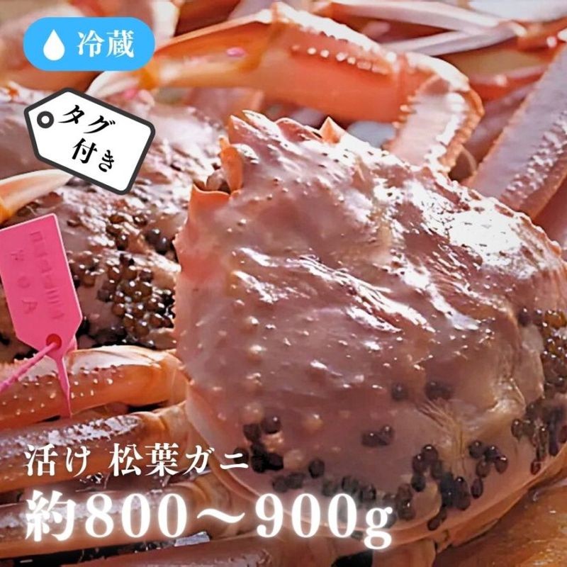 [冷蔵]【香住産】松葉ガニ／活け／タグ付／1杯／約800～900g／鮮度抜群