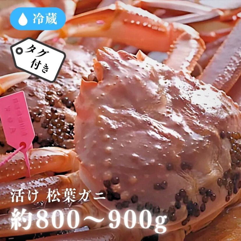 [冷蔵]【香住産】松葉ガニ／活け／タグ付／約800～900g／鮮度抜群