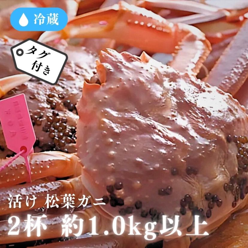 ［冷蔵］【香住産】松葉ガニ／タグ付／活け／小サイズ／２杯で約1.0ｋｇ以上（１杯400～600gサイズ）