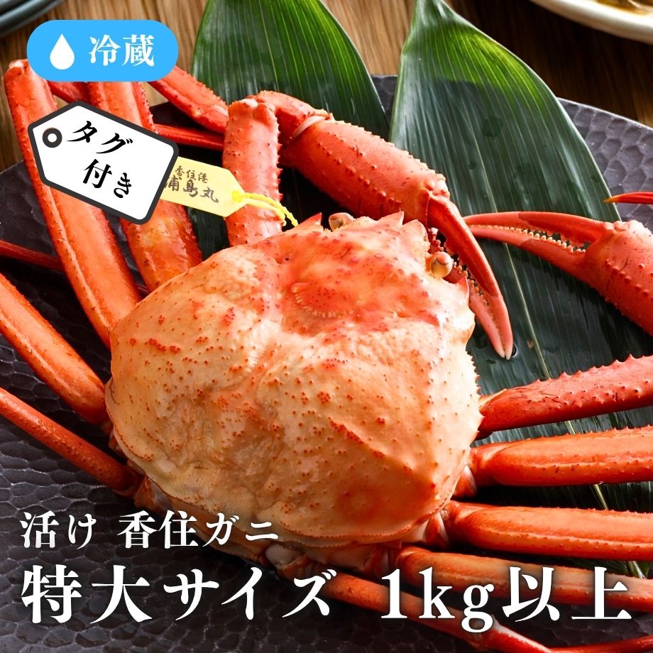 ［冷蔵］【香住ガニ】活け／特大サイズ 約1kg／鮮度抜群