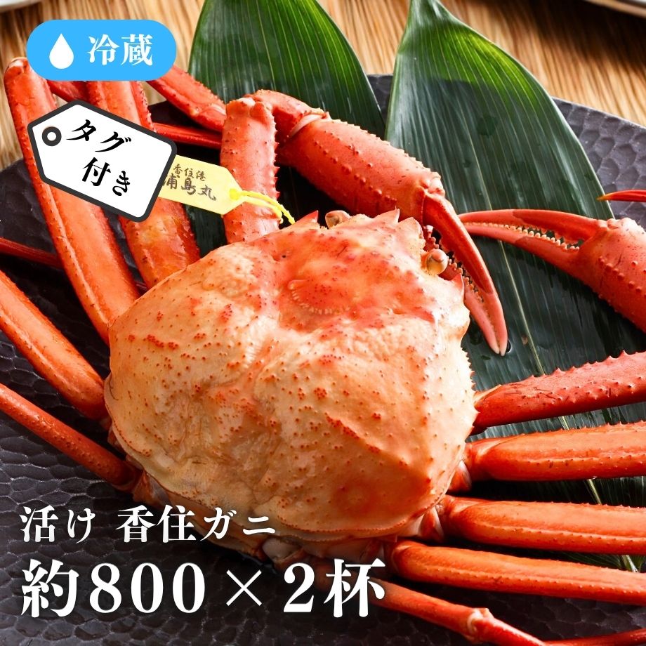 ［冷蔵］【香住ガニ】活け／約800g×2杯／鮮度抜群