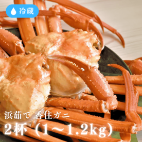 ［冷蔵］【香住ガニ】浜ゆで姿／２杯(500～600g×2)