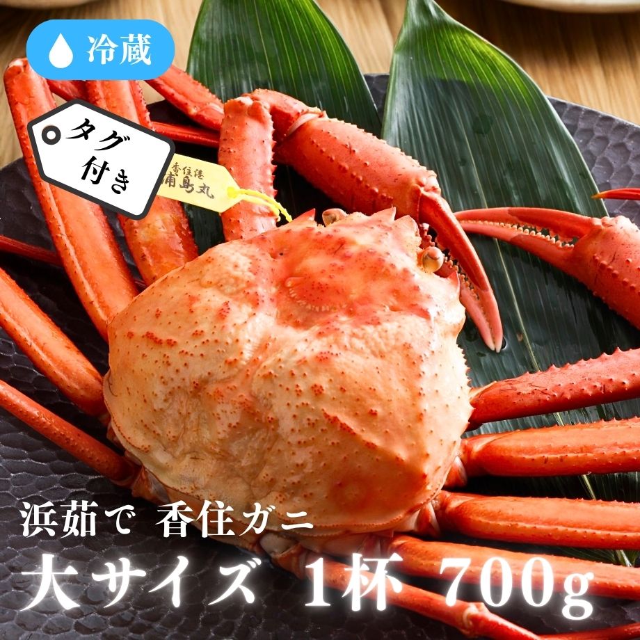 ［冷蔵］【香住ガニ】浜茹で／タグ付／大サイズ／1杯／(約700g以上×1杯)
