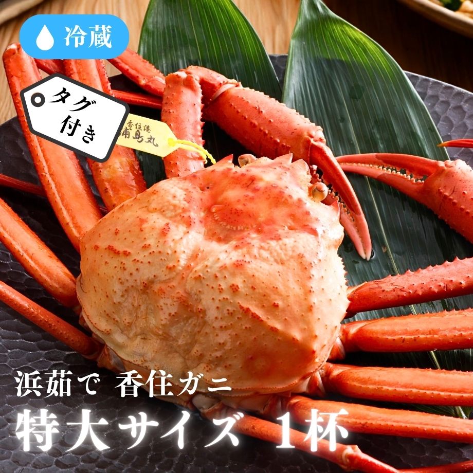 ［冷蔵］【香住ガニ】浜茹で／タグ付／特大サイズ／約1kg(1杯)