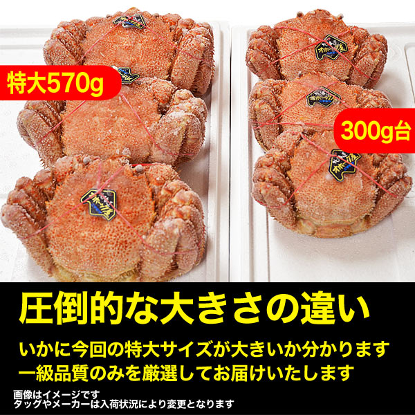 在庫限り最安値に挑戦】【特大】毛ガニ 570g 前後×3尾セット 北海道産