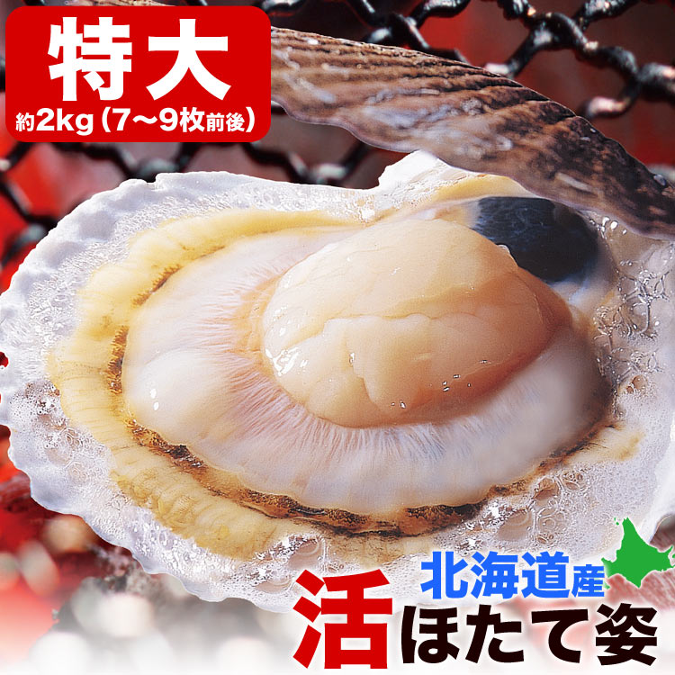 12月中旬から順次発送】特大ホタテ 活 貝付き 2kg 前後(7～9枚前後