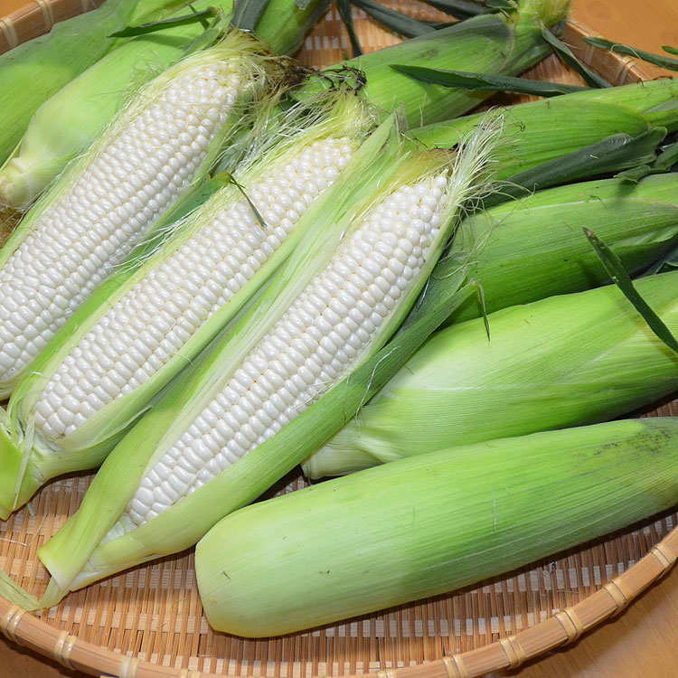 ��2026ǯ����ͽ��ۤȤ�������� ��γ�������� 20��30���塡���̳�ƻ�� �Ȥ����� �櫓���� ��ͭ�� �ڤ��Ϥ��������Բ�̵���� ��2026ǯ8������庢��ꤴ��ʸ���ȯ����