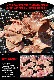 �ڥ���1kg�����饤����̣�դ�̵����������BBQ(3��4mm���饤��)