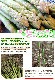 ��2026ǯ����ͽ��ۥ����ѥ� ����2L ��1kg �̳�ƻ���Υ��꡼�� �����Ѥ�� �ڤ��Ϥ��������Բ�̵���� ��2026ǯ5������庢��ꤴ��ʸ���ȯ����