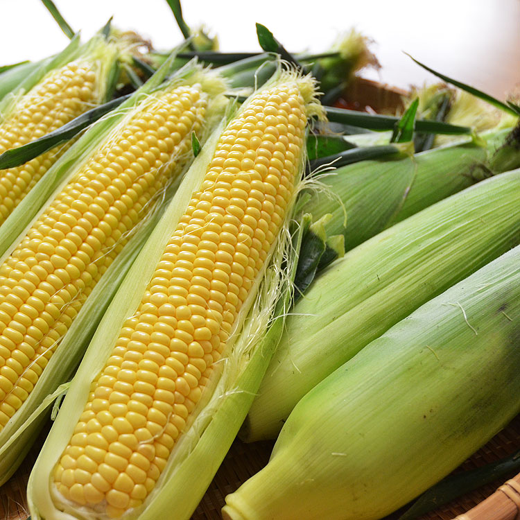 ��2026ǯ����ͽ��ۤȤ�������� ��γ�������� 20��30���塡���̳�ƻ�� �Ȥ����� �櫓���� ��ͭ�� �ڤ��Ϥ��������Բ�̵���� ��2026ǯ8������庢��ꤴ��ʸ���ȯ����