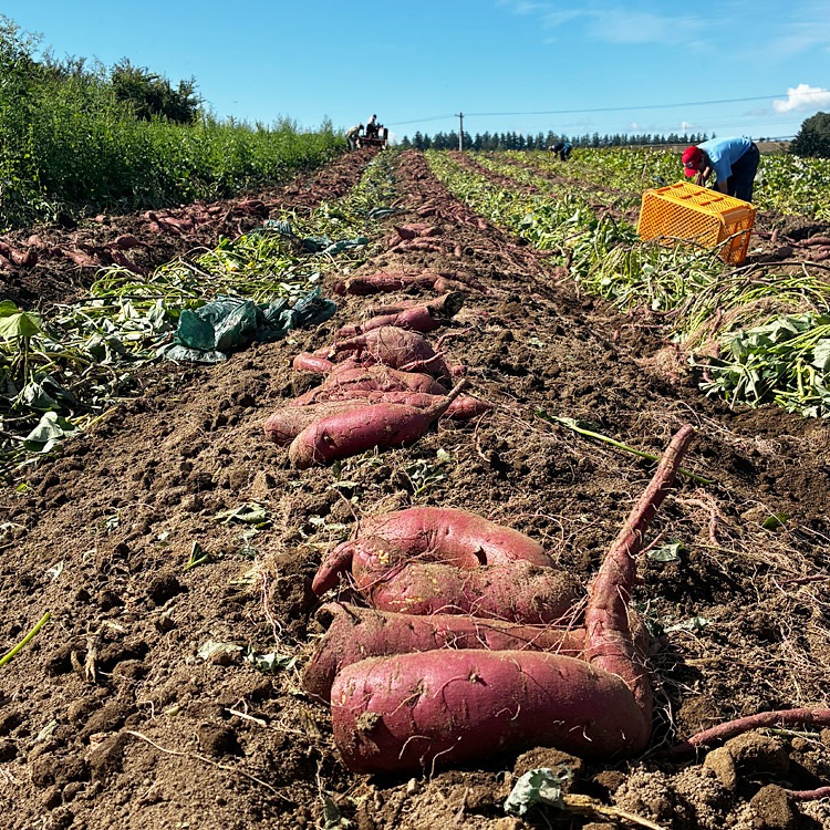 ��2026ǯ3����缡�в١� ���륯�������� ��4kg ������ �̳�ƻ�� ��·�� ���Ĥޤ��� ���ĥޥ��� ��