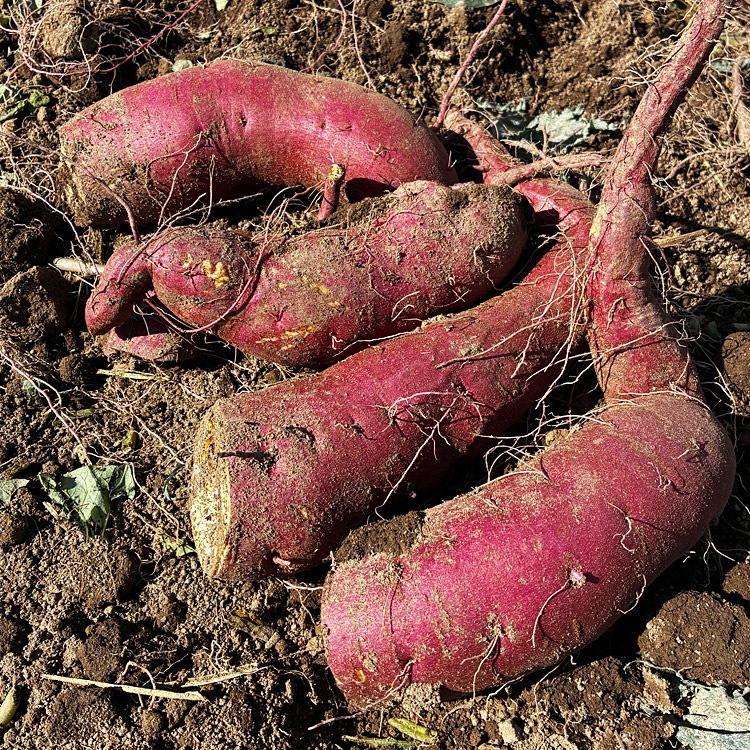 ��2026ǯ3����缡�в١� ���륯�������� ��4kg ������ �̳�ƻ�� ��·�� ���Ĥޤ��� ���ĥޥ��� ��