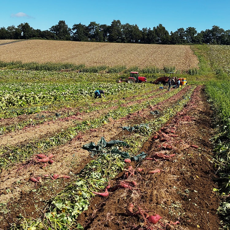 ��2026ǯ3����缡�в١� ���륯�������� ��4kg ������ �̳�ƻ�� ��·�� ���Ĥޤ��� ���ĥޥ��� ��