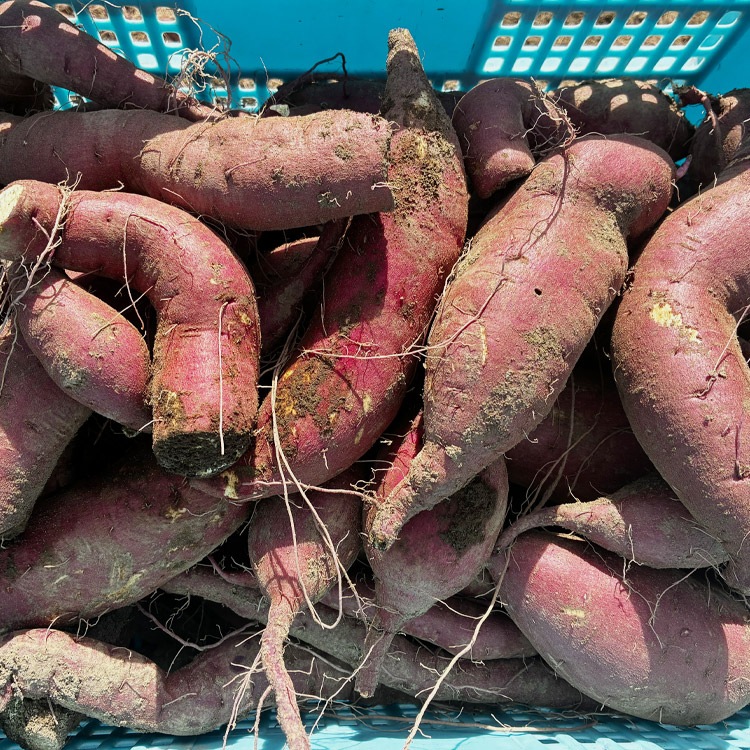 ��2026ǯ3����缡�в١� ���륯�������� ��4kg ������ �̳�ƻ�� ��·�� ���Ĥޤ��� ���ĥޥ��� ��