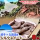 ��2026ǯ3����缡�в١� ���륯�������� ��8kg ������ �̳�ƻ�� ��·�� ���Ĥޤ��� ���ĥޥ��� ��