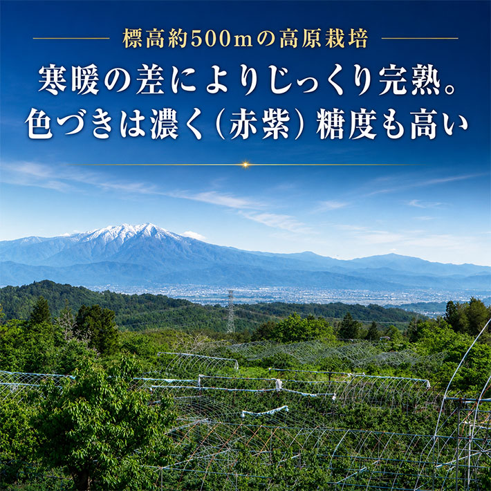 794690発送予定 さくらんぼ お中元 ギフト 山形県寒河江市幸生高原産