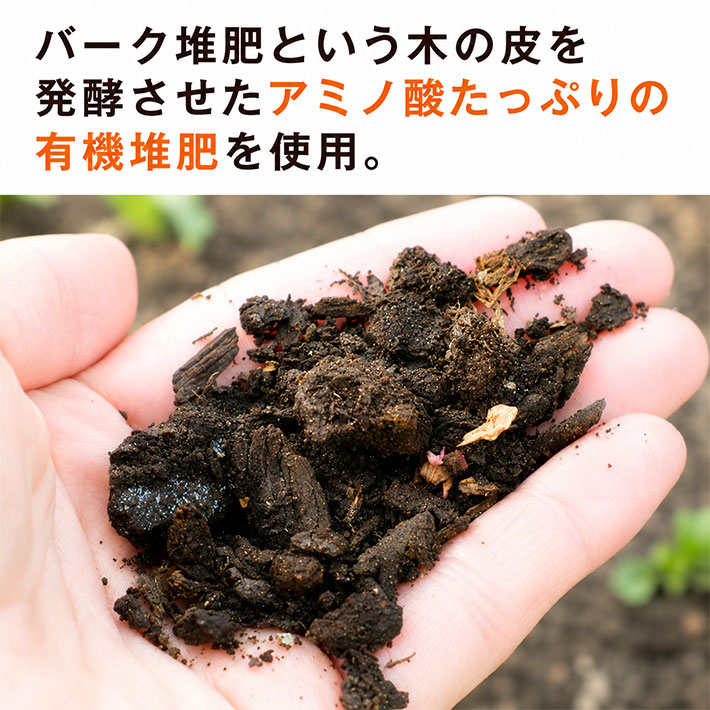 794690発送予定 さくらんぼ お中元 ギフト 山形県寒河江市幸生高原産