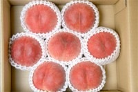 [9月お届け] 山形県朝日町産 桃 さくら3kg（玉数おまかせ）【生産者直送のためほかの商品と同梱不可】【送料無料】|桃|くだもの