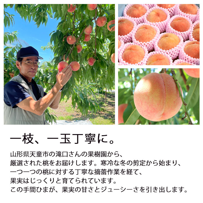 2025年発送 桃 山形県産 送料無料 白桃 黄桃 品種おまかせ 桃 約3kg