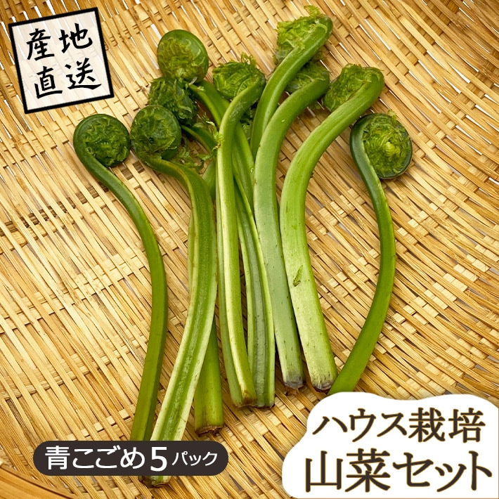 旬になり次第発送 山菜 山形県産 青こごめ 5パック ハウス栽培 産地直送のため他商品と同梱不可