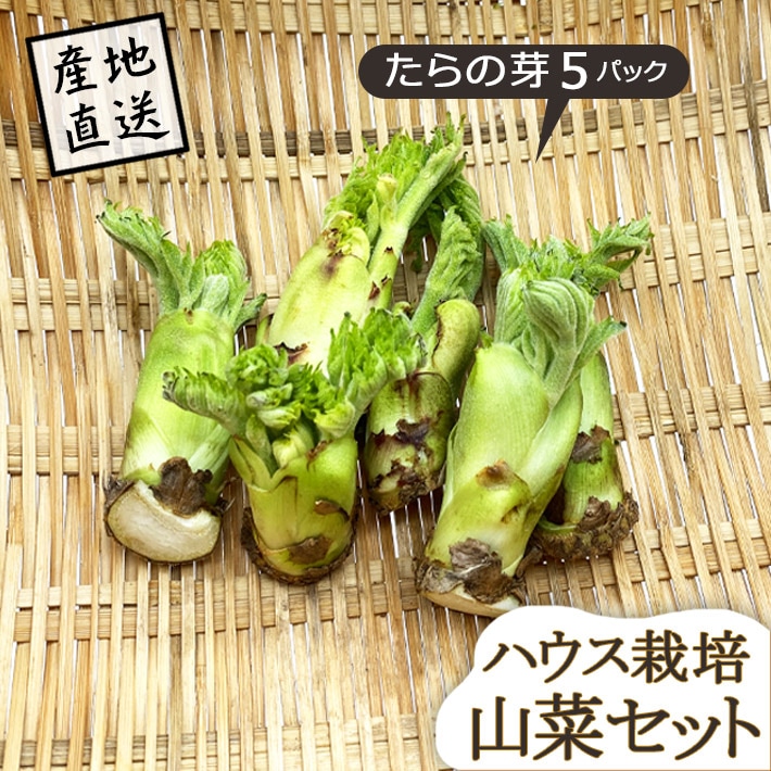 山菜 山形県産 たらの芽 5パック ハウス栽培 産地直送のため他商品と同梱不可