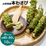 わさび 本わさび 10本 小サイズ 約40〜50g 山形 東根 大富農産 wasabi 山葵 クール便 送料無料|わさび|野菜