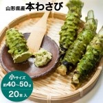 わさび 本わさび 20本 小サイズ 約40〜50g 山形 東根 大富農産 wasabi 山葵 クール便 送料無料|わさび|野菜