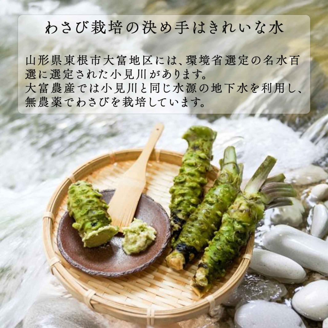 わさび 本わさび 20本 小サイズ 約40～50g 山形 東根 大富農産 wasabi