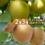 和梨 9月下旬〜11月上旬頃発送予定 山形県庄内酒田市産 刈屋梨 2種3種詰め合わせセット 約3kg 玉数おまかせ 生産元直送の為同梱不可 旬の和梨を食べ比べ|刈屋梨|くだもの