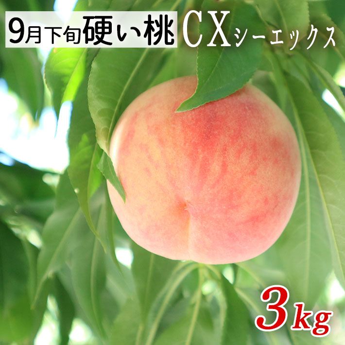 かたい桃 硬い桃 山形県産 CX シーエックス白桃 桃 約3kg（7-11玉前後