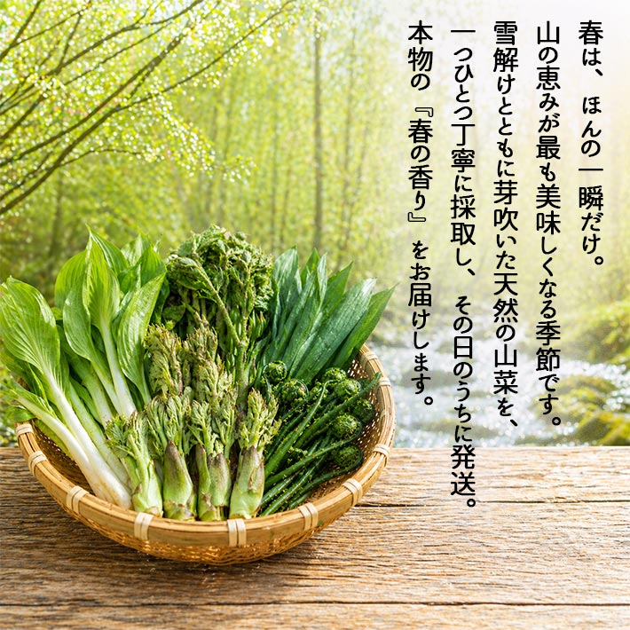 4月中旬～5月中旬頃発送予定 山菜 山形県産 天然 山うど 500g束 クール