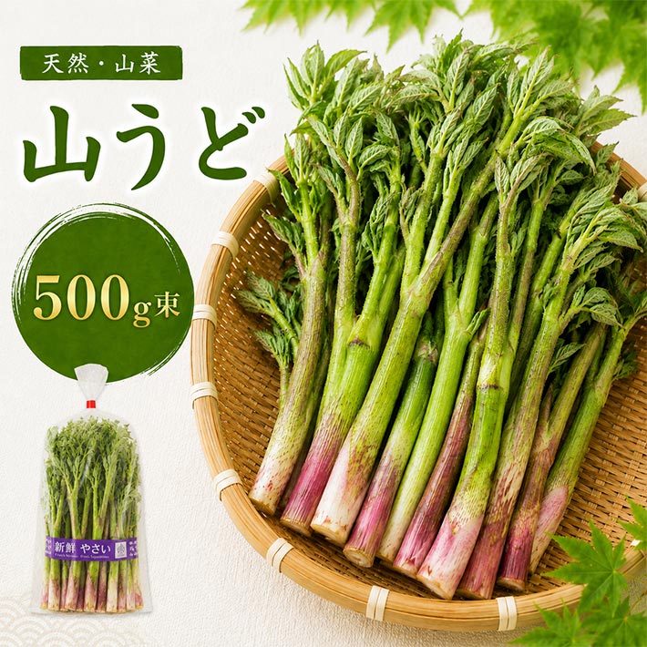 4月中旬～5月中旬頃発送予定 山菜 山形県産 天然 山うど 500g束 クール