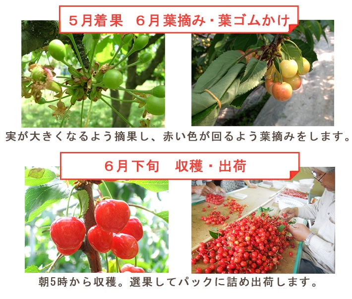 6����ܡ�6���������Ϥ� �������� ��ƣ�� �������� �ý�L��LL��500g ��ͤ� ����̵��