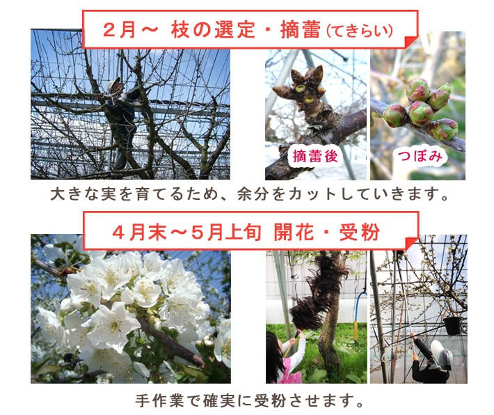 6����ܡ�6���������Ϥ� �������� ��ƣ�� �������� �ý�L��LL��500g ��ͤ� ����̵��