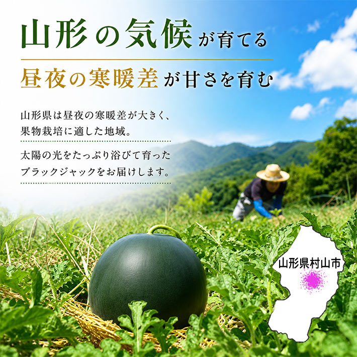 7月下旬～8月上旬発送 種無しスイカ すいか ブラックジャック 山形県産