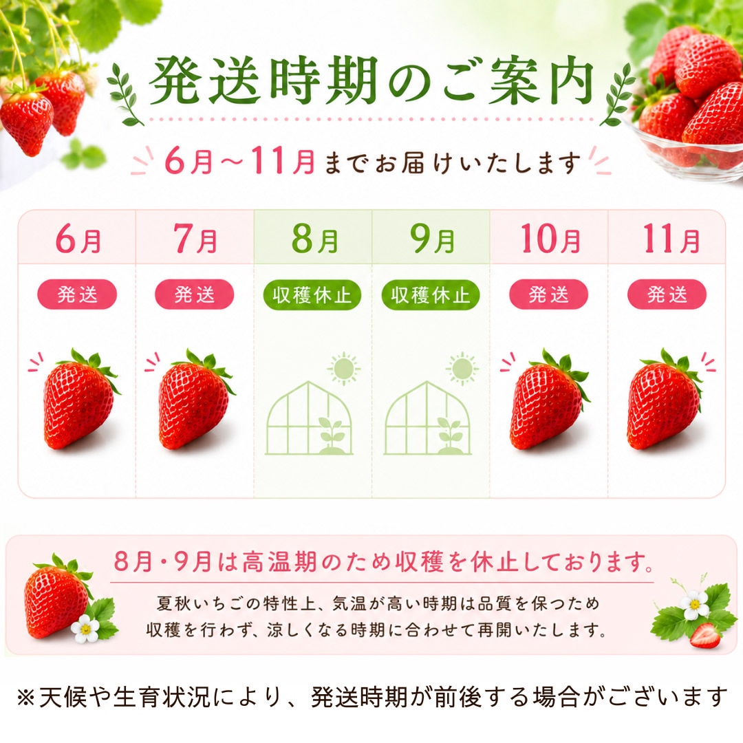 夏いちご 山形S7号 40〜60粒 約600g 山形県産 夏秋いちご 業務用